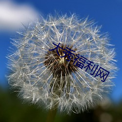 大(大)秀福(福)利网(網)