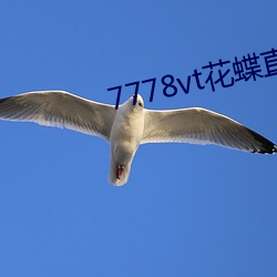 7778vt花(花)蝶直播