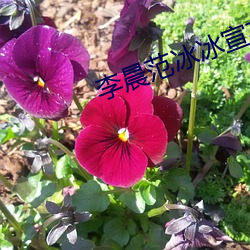 ca88手机客户端(安卓/苹果)CA88会员登录入口