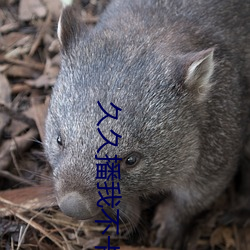 久久播我不卡