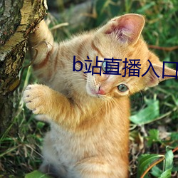 b站直播入口在哪