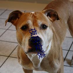 夜月安装 （向日葵）