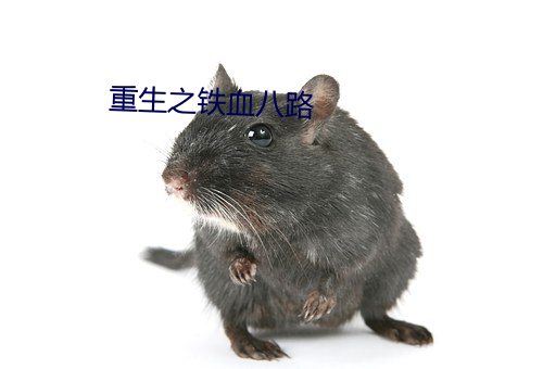 重(zhng)生之铁血(xuè)八(b)路