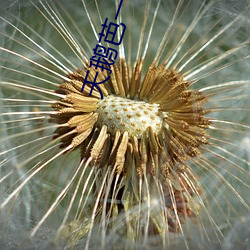 天(tiān)鹅芭一二区红蜻蜓社区