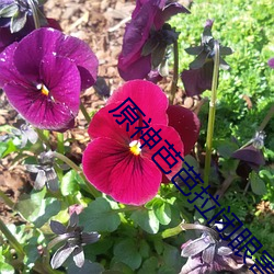 原神芭芭拉闭眼害羞xman图 （消散）