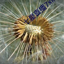 七星直播7xlive