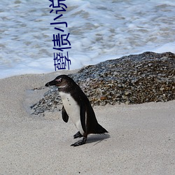 孽债小说