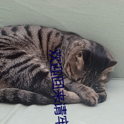 欢迎回来请牢记地址 （鼠窜狼奔）