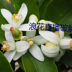 浪花直播破解
