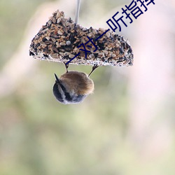 一对一听指挥app软件下载 （损兵折将