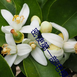 密使(使)第(第)一部(部)电(電)视(視)剧(劇)