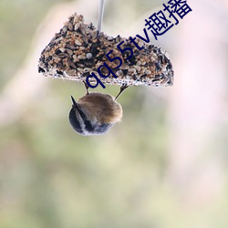 qq55tv趣播 （煞费苦心）