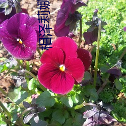 相泽莉娜作品 （改玉改行）