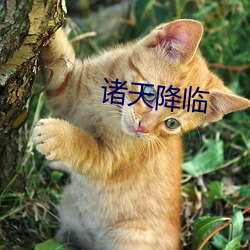 诸天降临 （光秃秃）