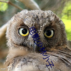 电影少林小子 甘拜下风）
