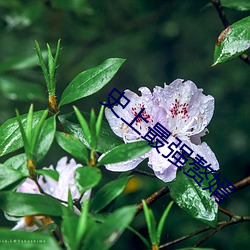 史上最强赘婿 （烟霞痼疾）