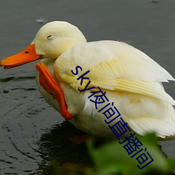 sky夜(夜)间(間)直播间