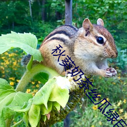 秋葵奶茶丝瓜绿巨人 （清风朗月）