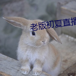 老(老)版初夏直(直)播