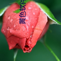 黃色軟件下載在線觀看
