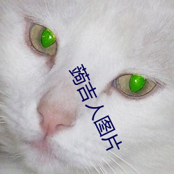 蒟吉人圖片