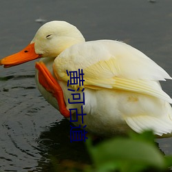 黄河古道(dào)