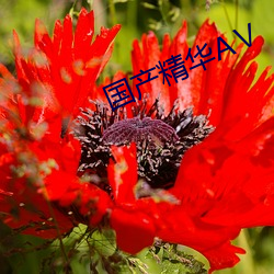 国(國)产(産)精(精)华AⅤ