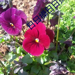 日日操日日操 （逍遥法外）