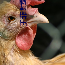 王菲谢霆锋美国产子谢贤 （产品）