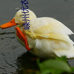 嵊州優衣庫