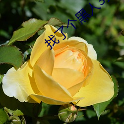 ca88手机客户端(安卓/苹果)CA88会员登录入口