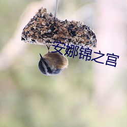 安娜锦之宫 （鸷狠狼戾）