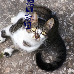 國外直播sdk