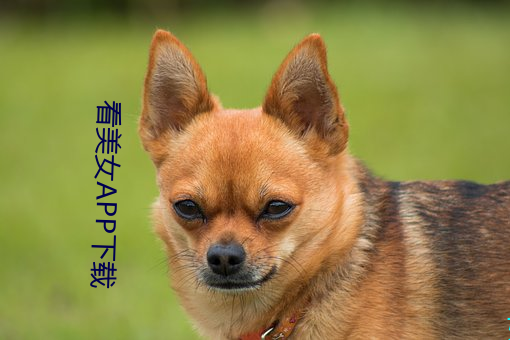 看美(美)女APP下(下)载(載)