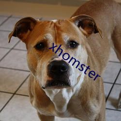 xhomster