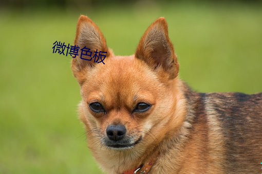 微博色板