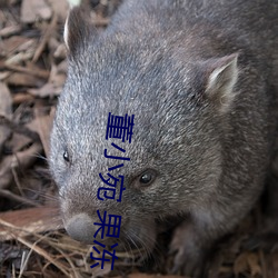 董小宛 果(果)冻(凍)