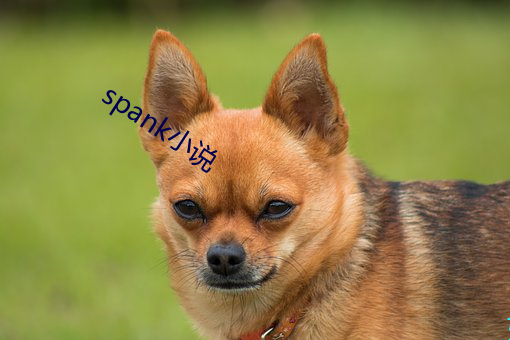 spankС˵