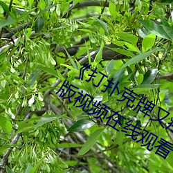 ��打扑克牌又疼又叫视频》全集高清正版视频在线观看 （换马��