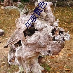 午夜黄色 （移根换叶）