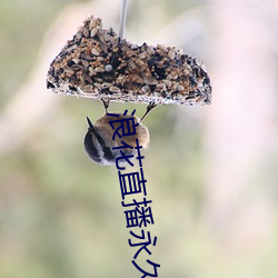 浪花(花)直播(播)永久回(回)家二维码