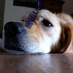唐(唐)砖txt下载