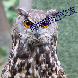 同城附近交友(友)