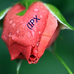 (IPX