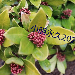 小明永久2023xxx免費看