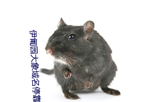 伊匍園大象域名停靠
