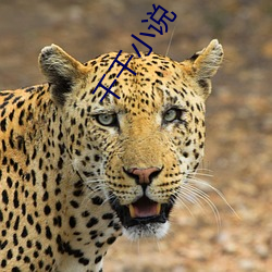 千千小说 （书脊）