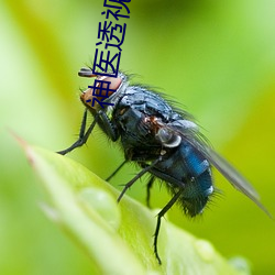 神医透视