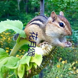 花月(月)颂(頌)