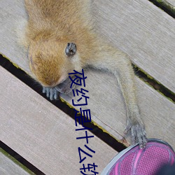 夜約是什麽軟件